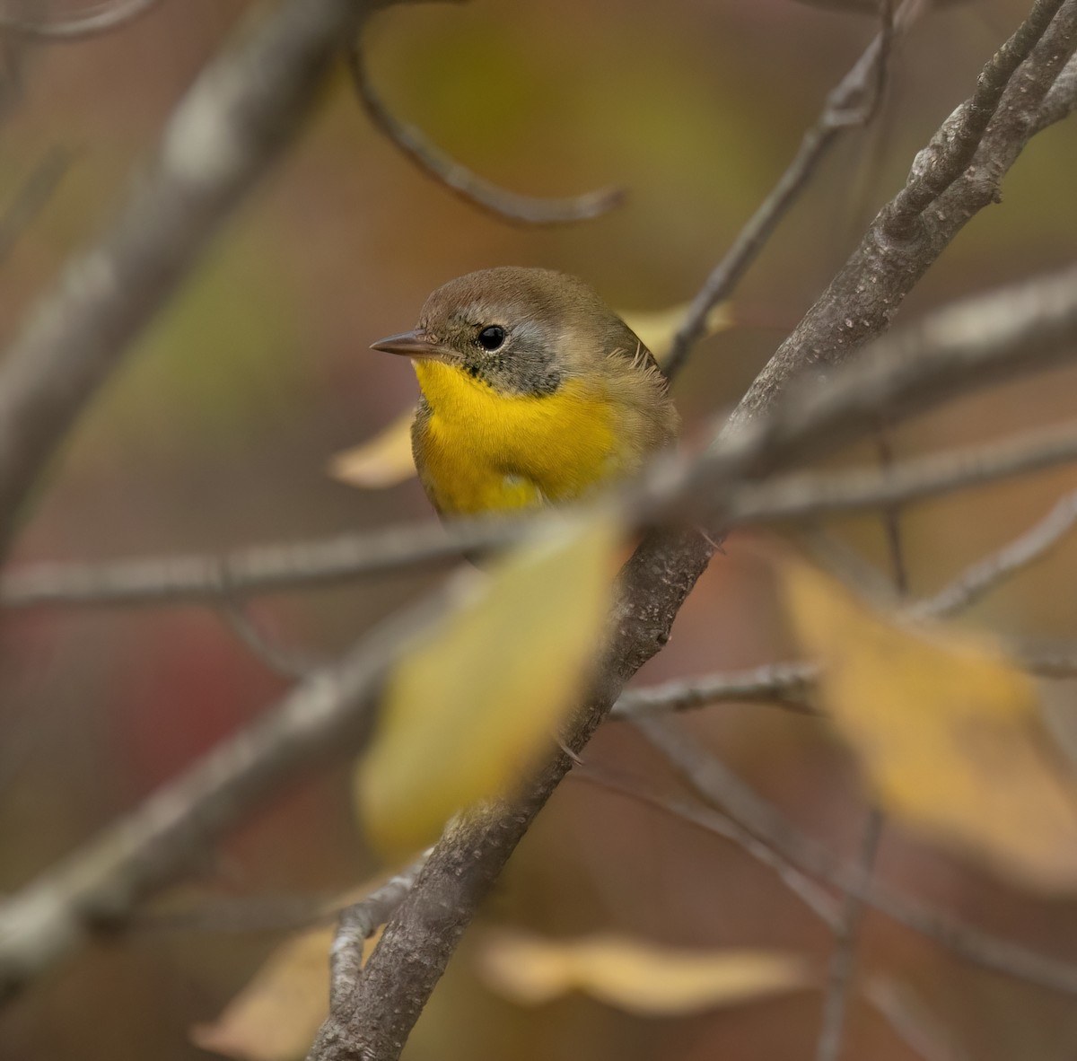 Common Yellowthroat - ML643904121