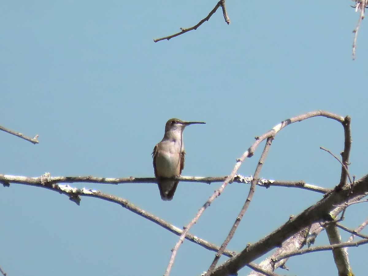 Ruby-throated/Black-chinned Hummingbird - ML643904122