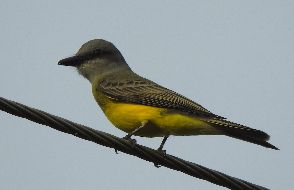 Tropical Kingbird - ML643904123
