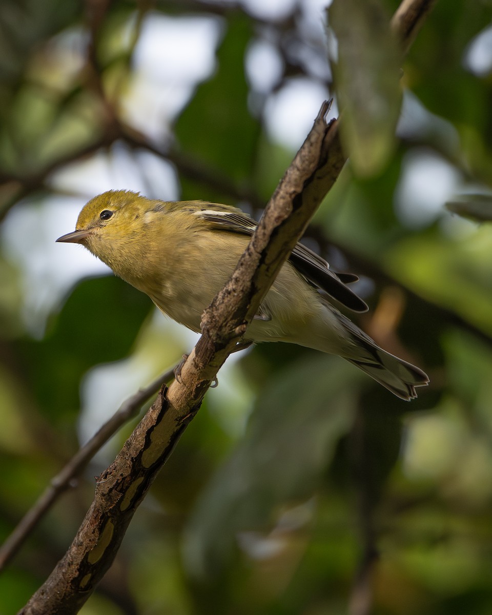 סבכון חום-ראש - ML643904134