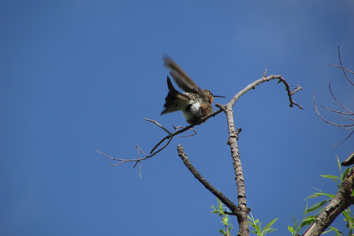 Colibri géant - ML643904140