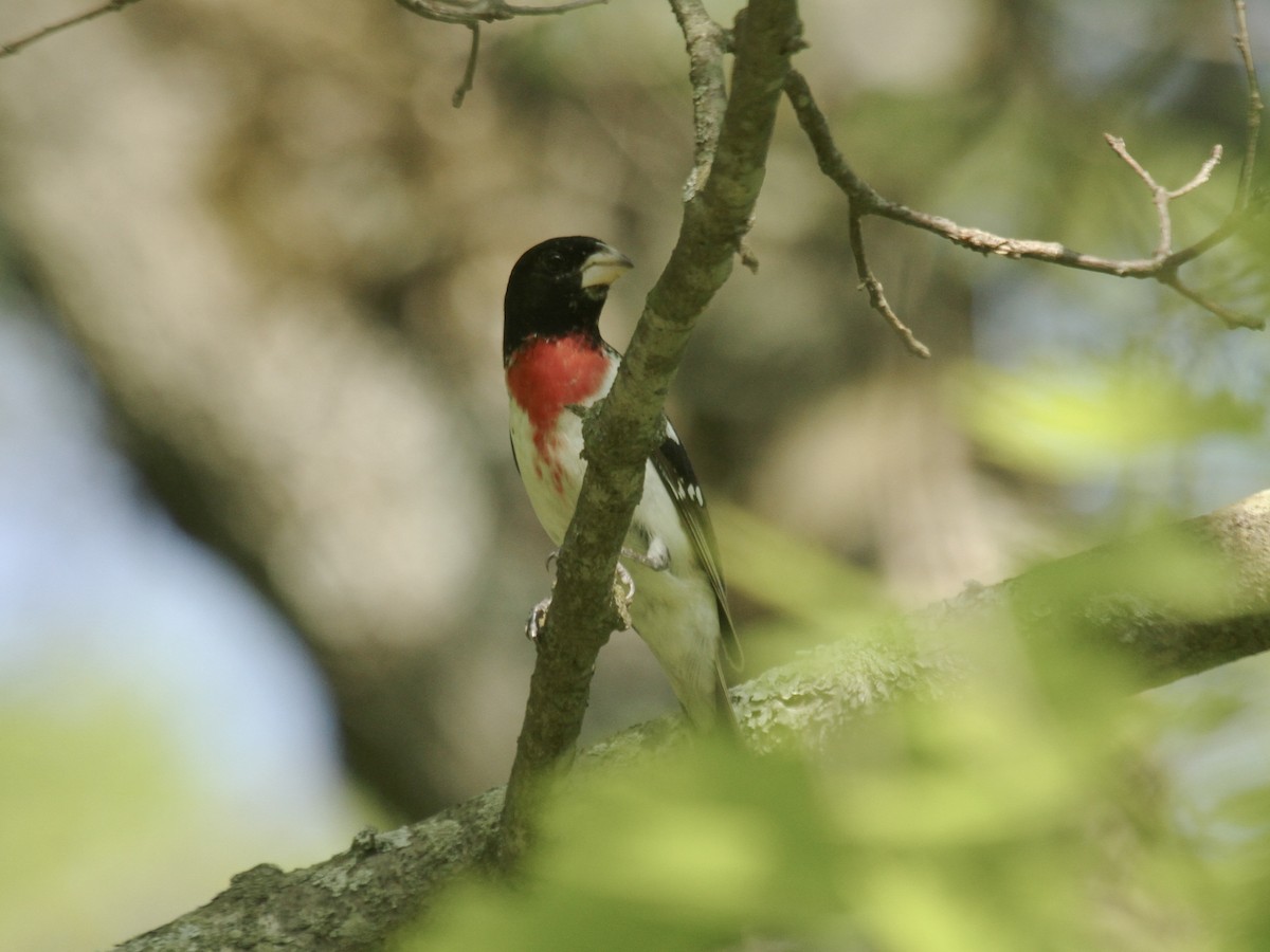 Rose-breasted Grosbeak - ML643904143