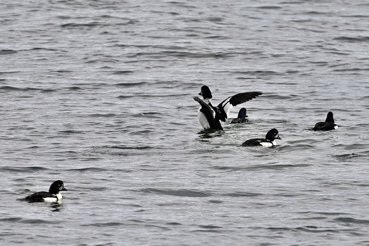 Barrow's Goldeneye - ML643904149