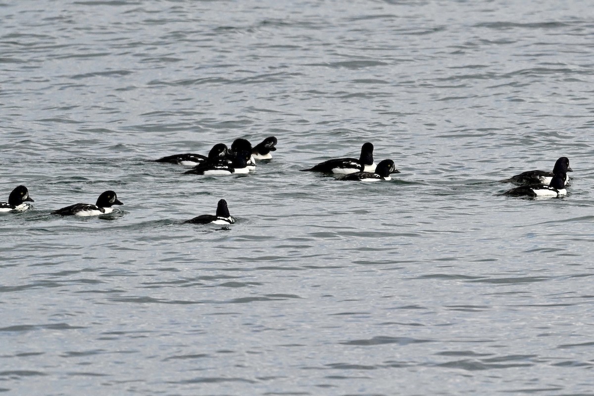 Barrow's Goldeneye - ML643904150