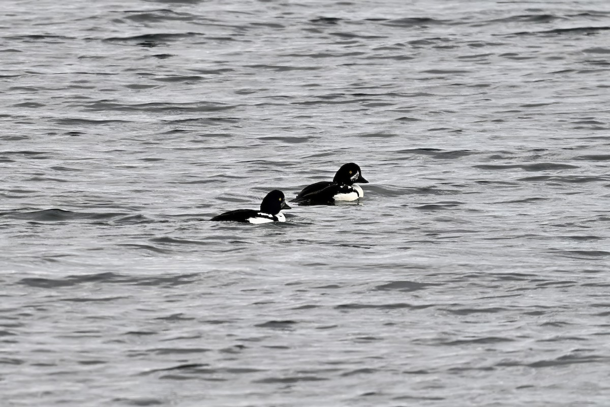 Barrow's Goldeneye - ML643904151