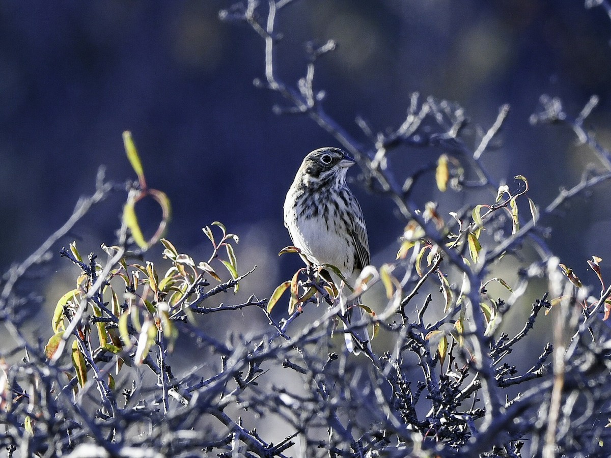 Vesper Sparrow - ML643904168
