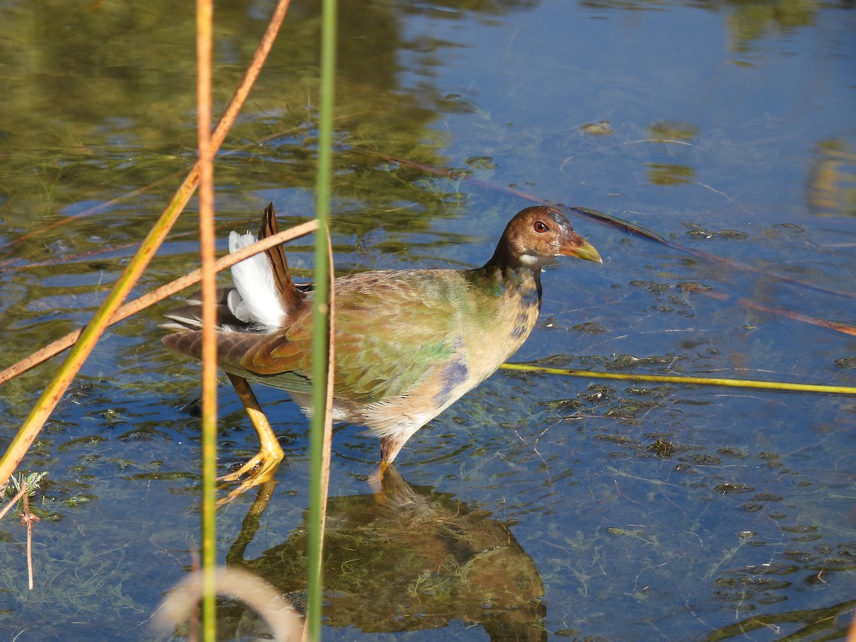 Purple Gallinule - ML643904186