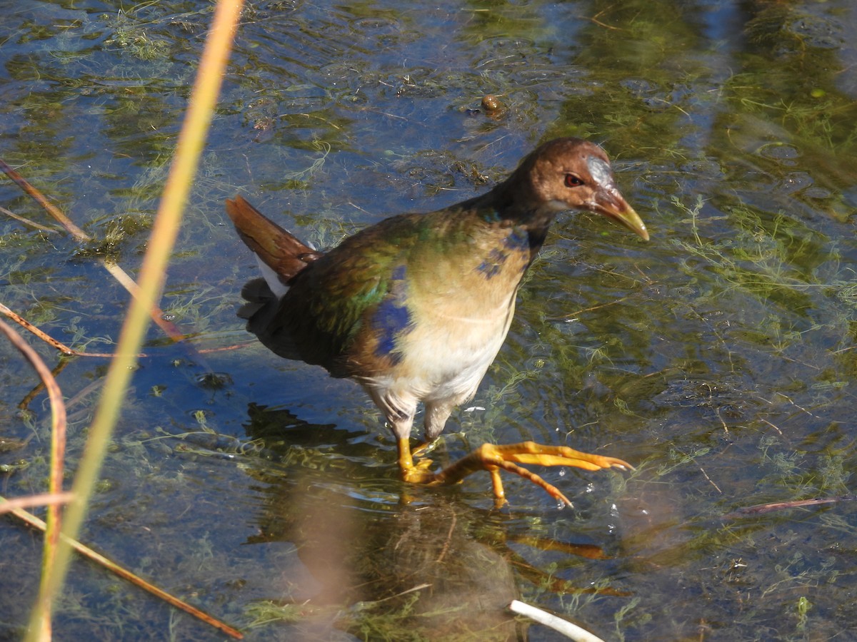 Purple Gallinule - ML643904187
