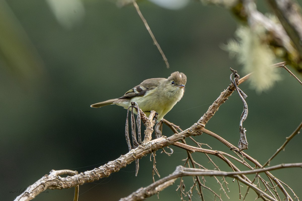Sierran Elaenia - ML643904189