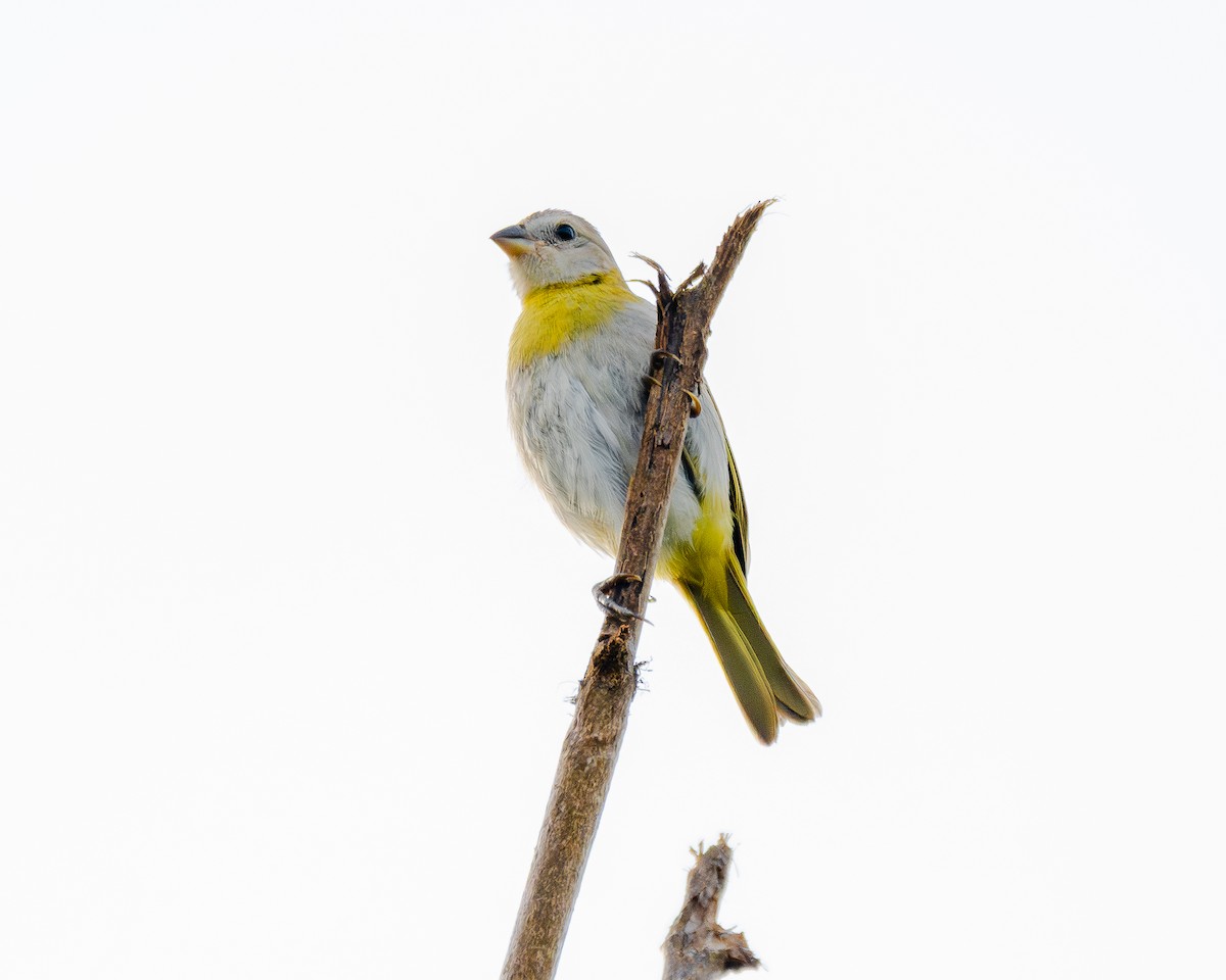 Saffron Finch - ML643904206