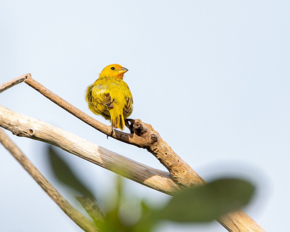 Saffron Finch - ML643904210