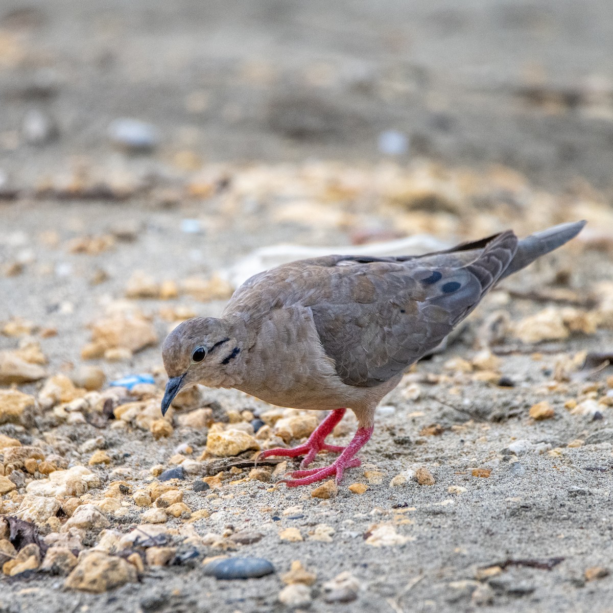 Eared Dove - ML643904211