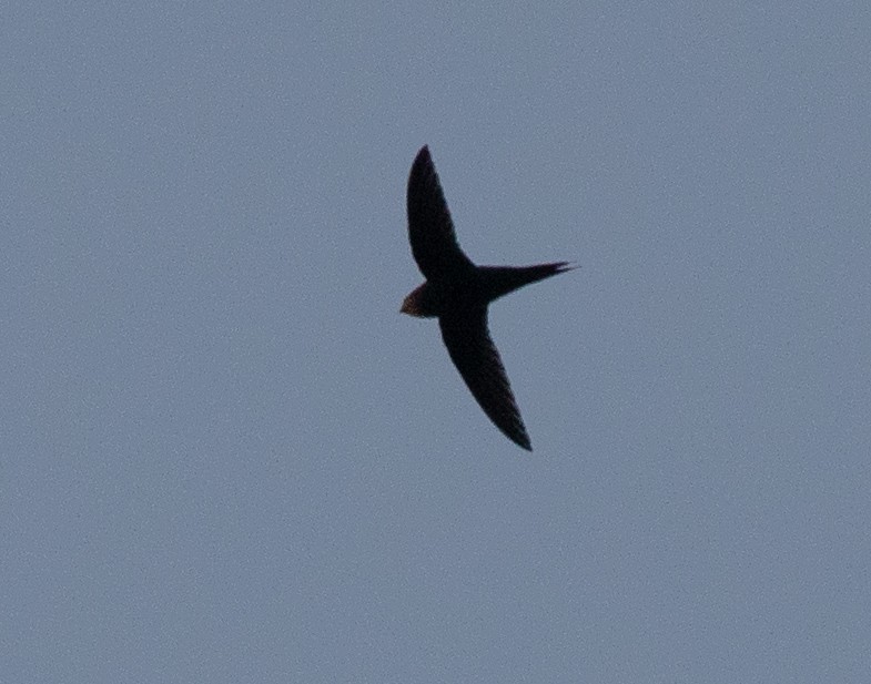 Scarce Swift - ML643904223