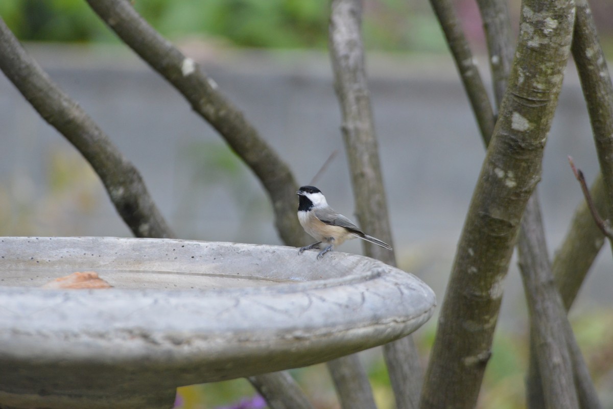 Carolina Chickadee - ML643904226