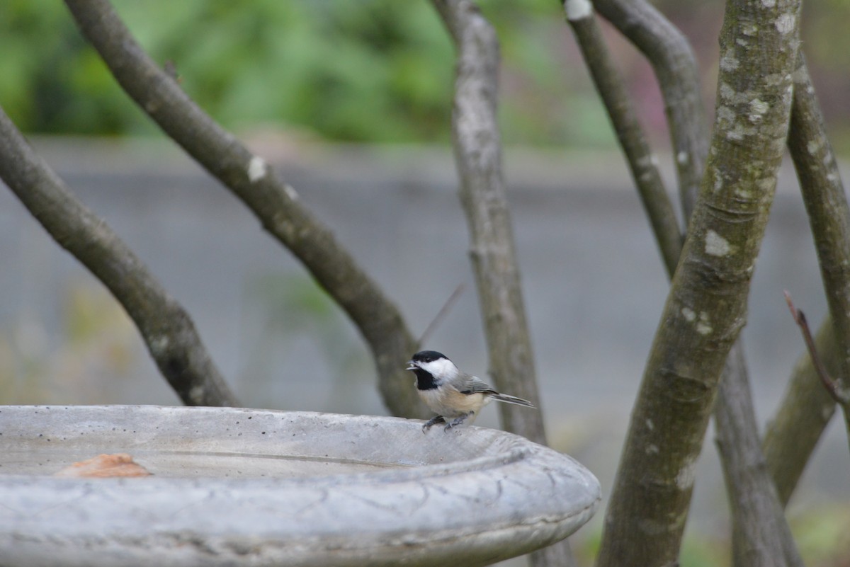 Carolina Chickadee - ML643904228
