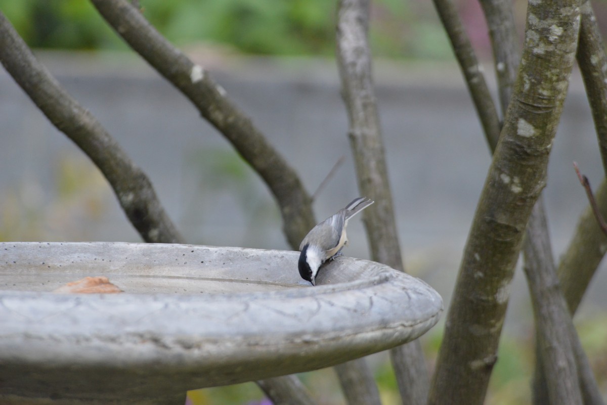 Carolina Chickadee - ML643904229