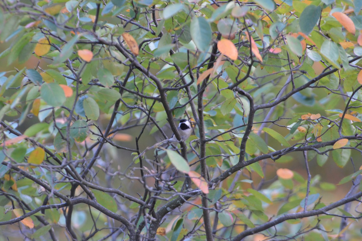 Carolina Chickadee - ML643904231