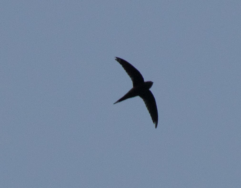Scarce Swift - ML643904233