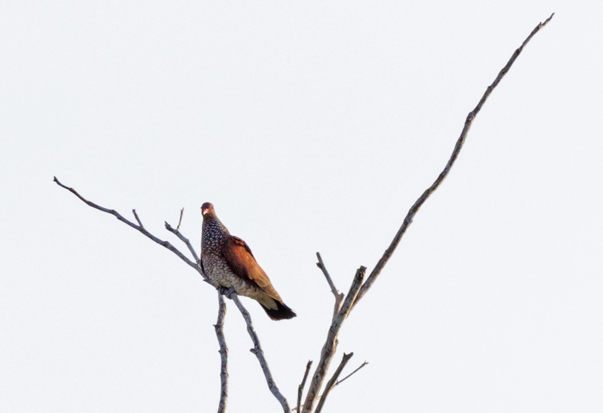 Scaled Pigeon - ML643904238