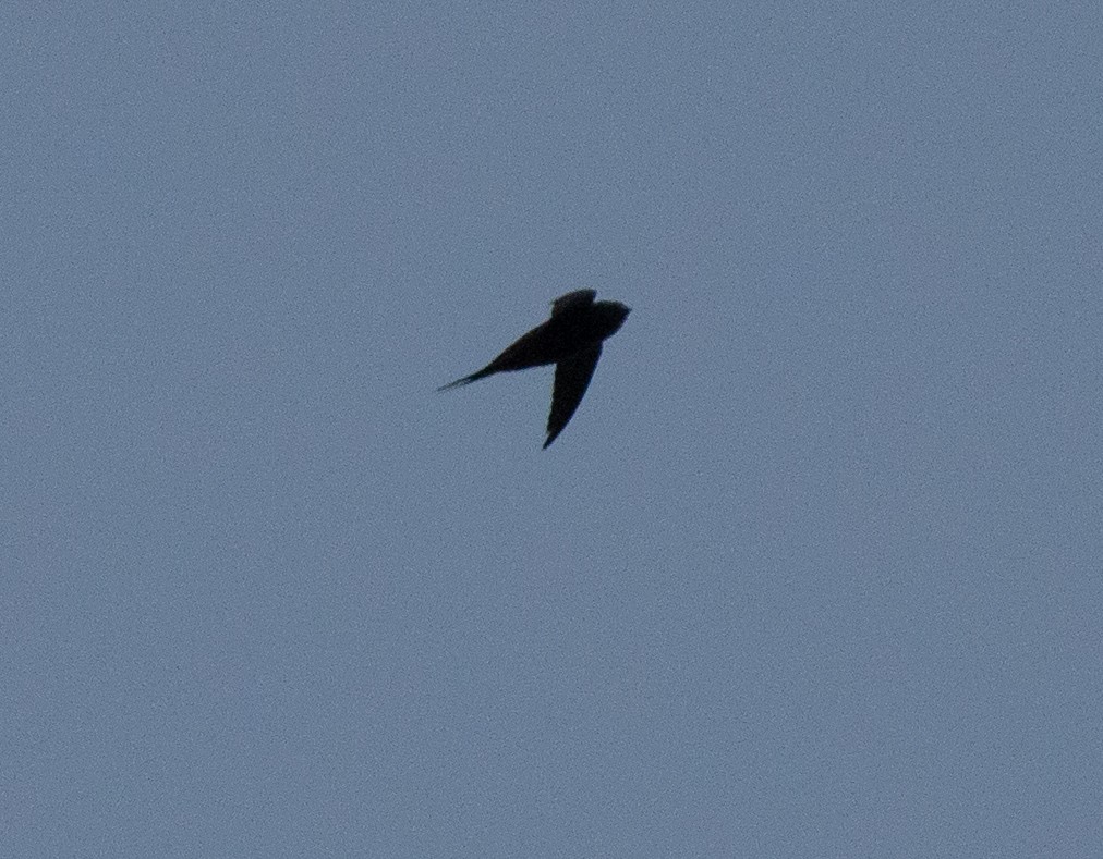 Scarce Swift - ML643904240