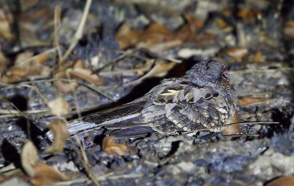 White-tailed Nightjar - ML643904247