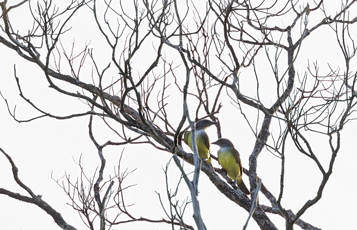 Sulphury Flycatcher - ML643904259