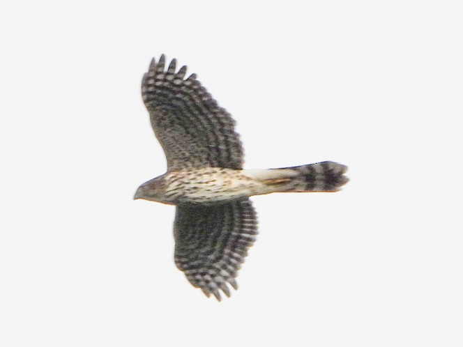 Cooper's Hawk - ML643904268