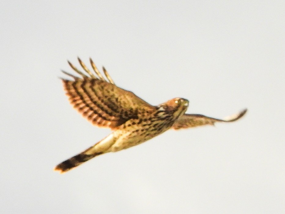 Cooper's Hawk - ML643904269