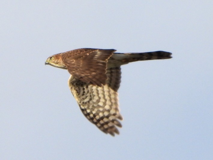 Cooper's Hawk - ML643904270