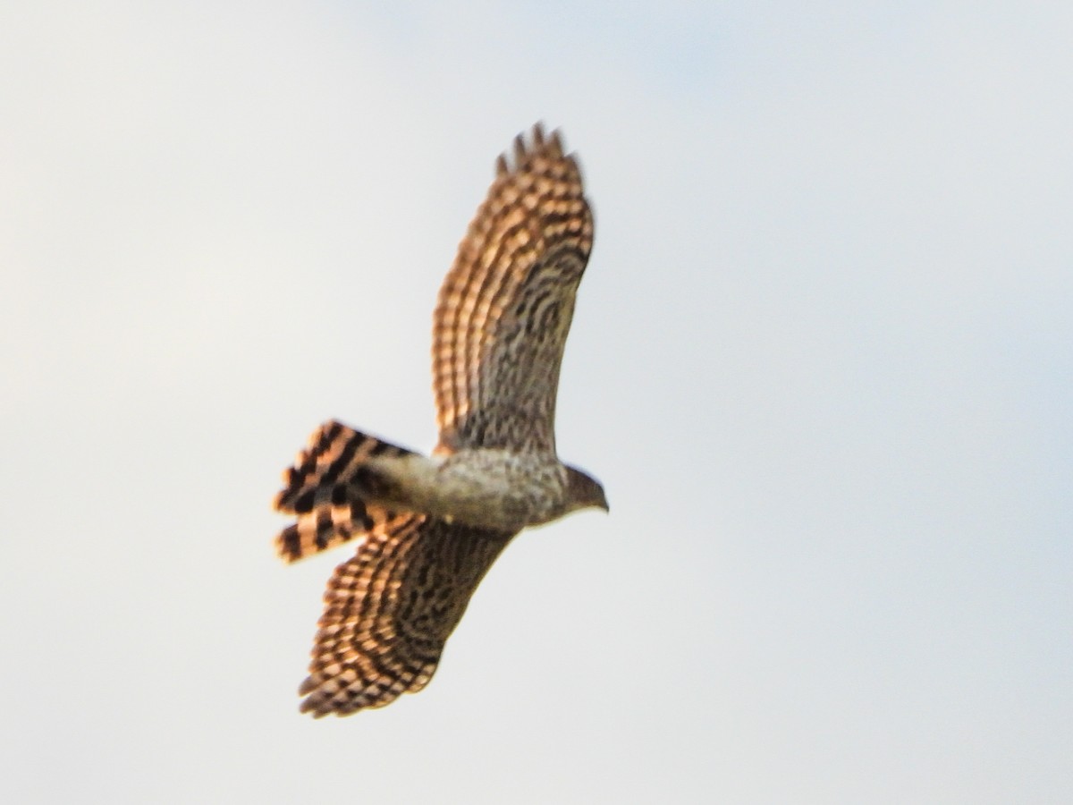 Cooper's Hawk - ML643904272
