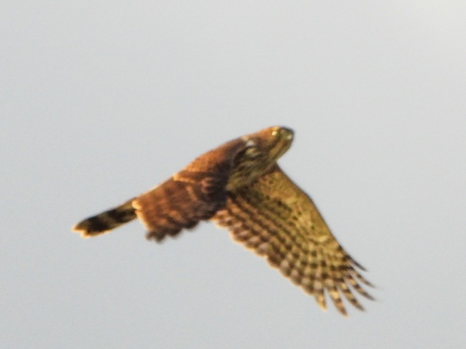 Cooper's Hawk - ML643904273