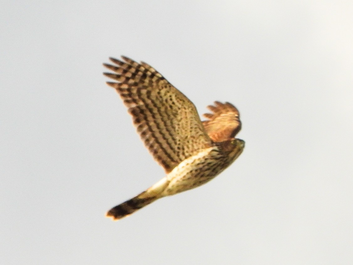 Cooper's Hawk - ML643904274