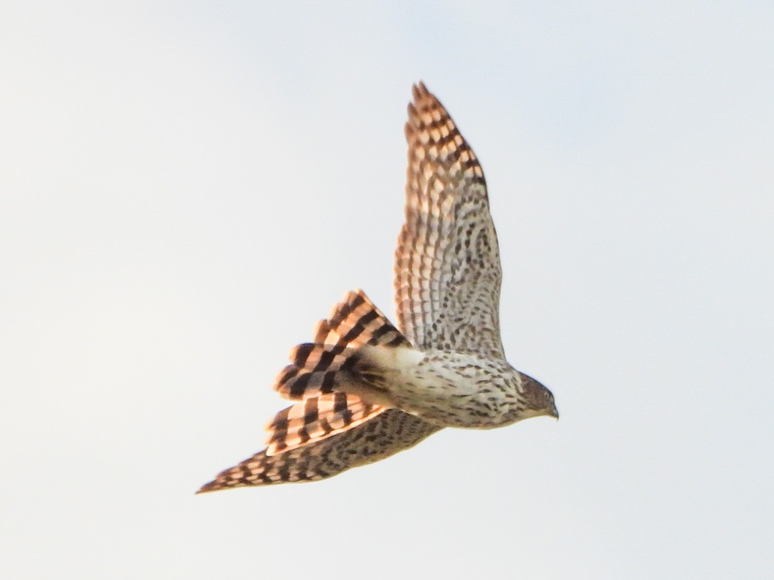 Cooper's Hawk - ML643904275