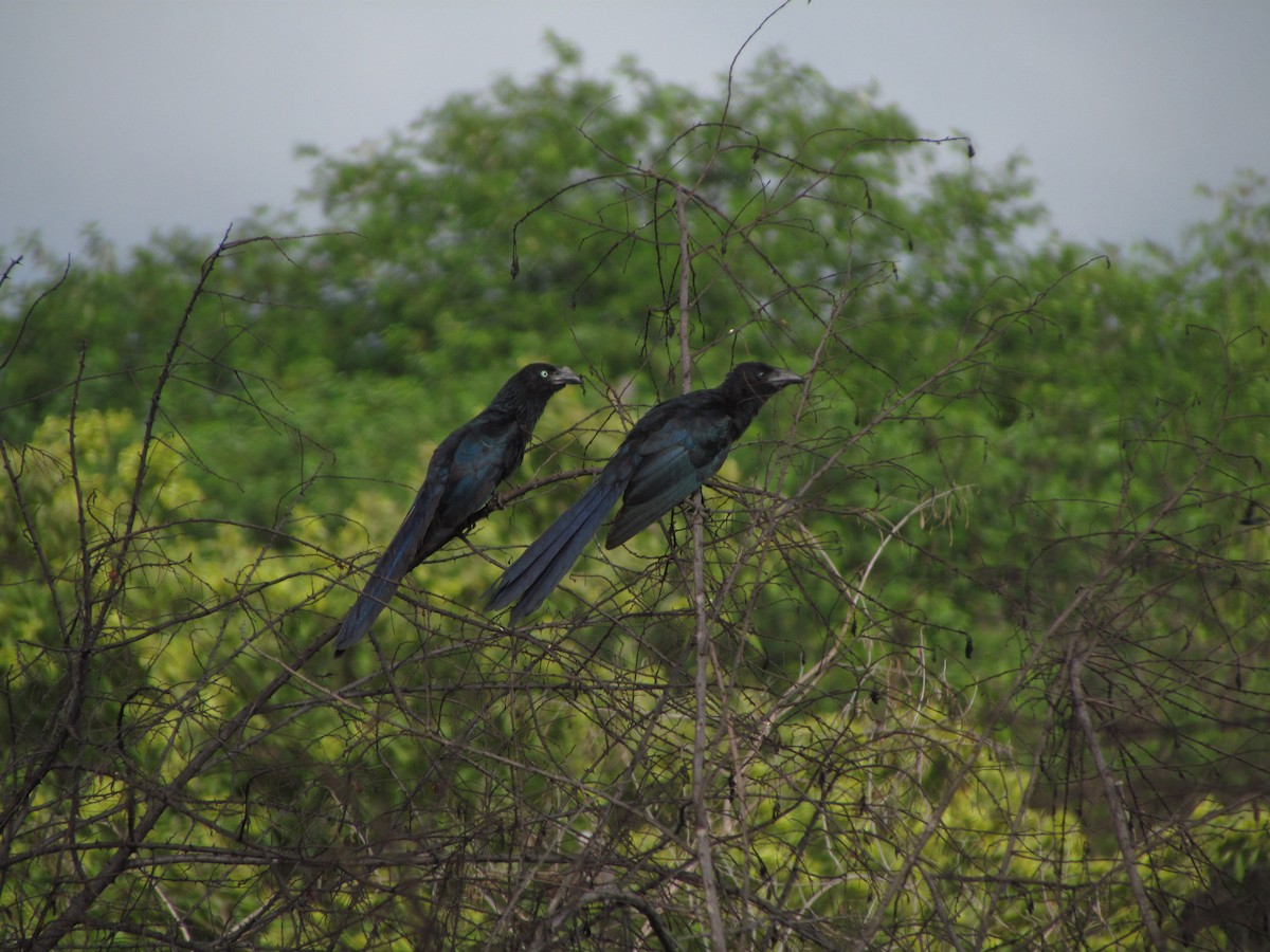 ani velká - ML643904279