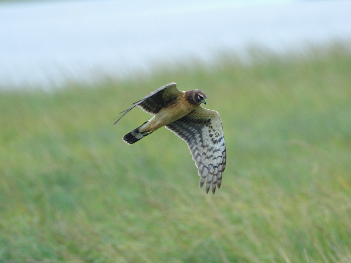 Northern Harrier - ML643904281