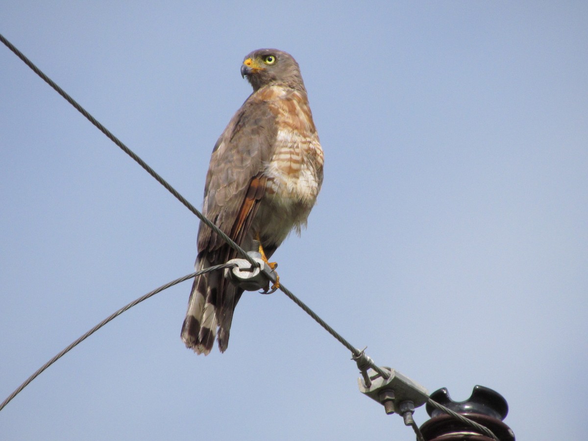 káně krahujová - ML643904294