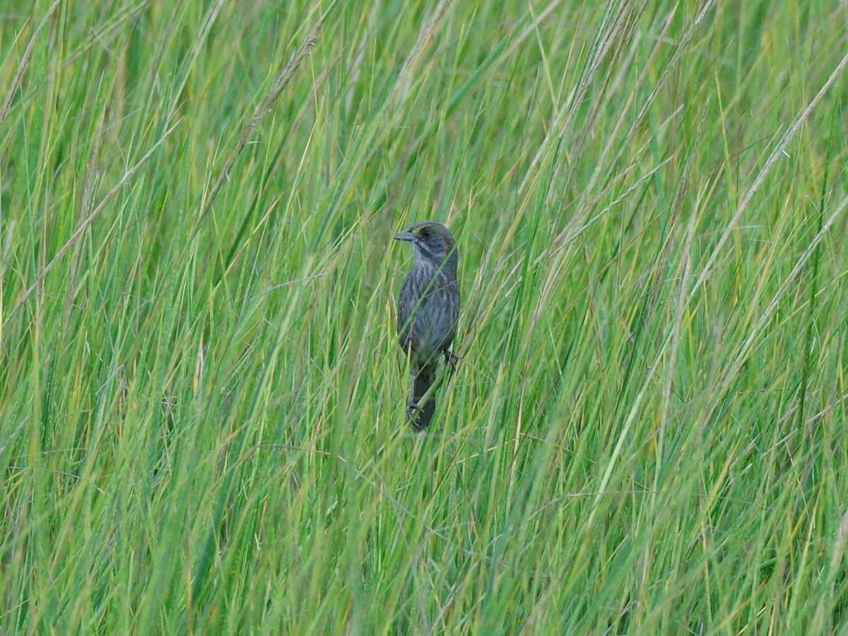 Seaside Sparrow - ML643904298