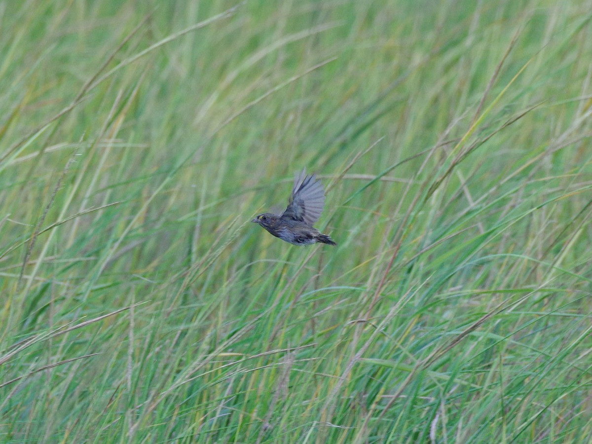 Seaside Sparrow - ML643904299