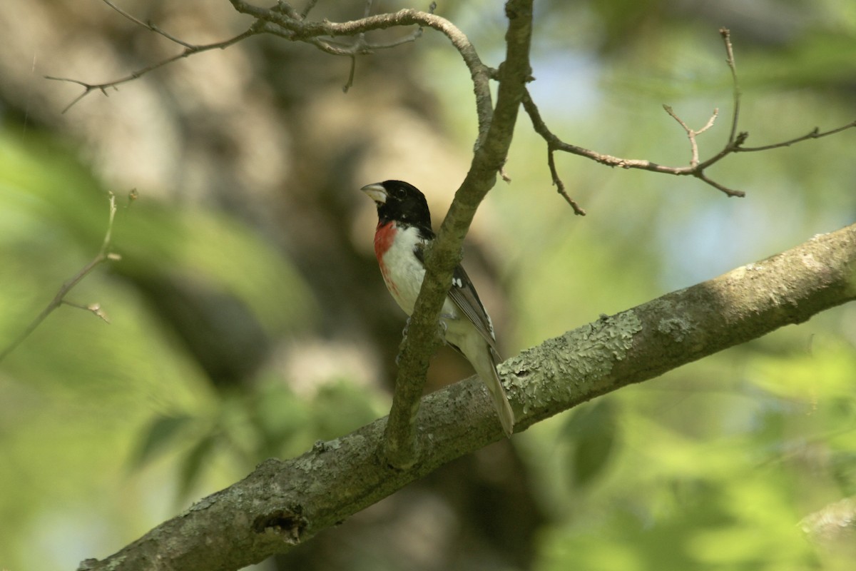 Rose-breasted Grosbeak - ML643904304