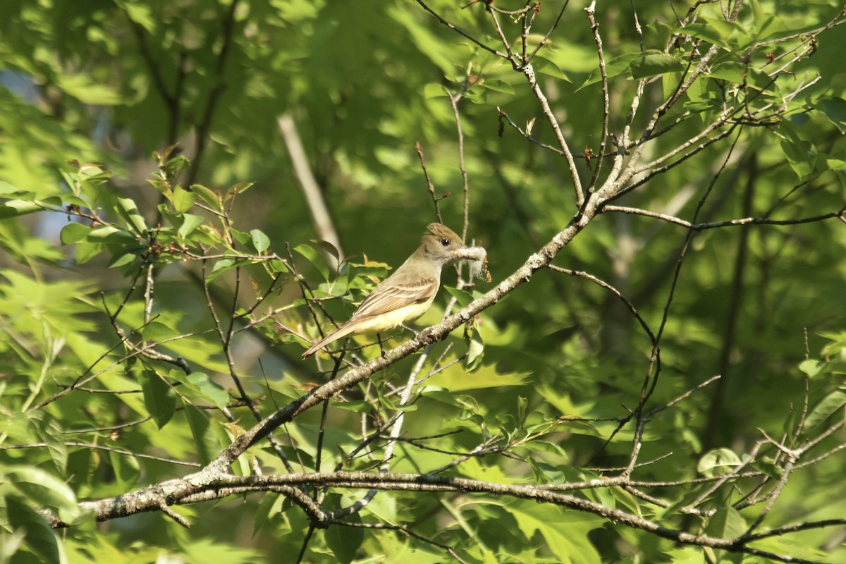 Great Crested Flycatcher - ML643904339