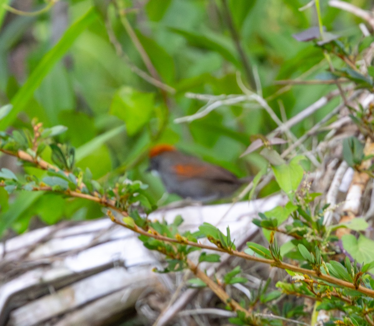 Dark-breasted Spinetail - ML643904362