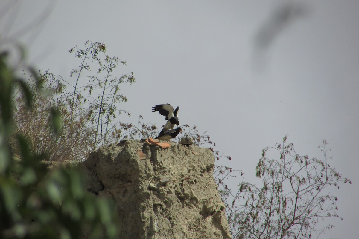 Mountain Caracara - ML643904367