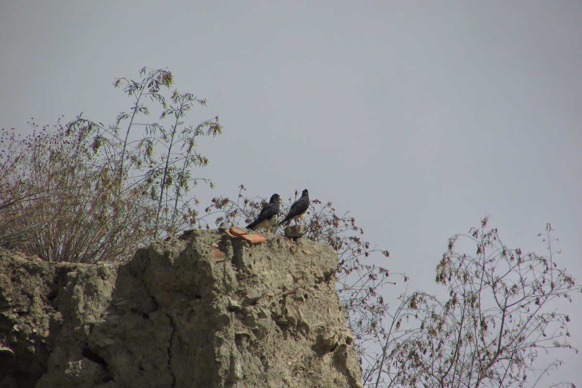Mountain Caracara - ML643904368