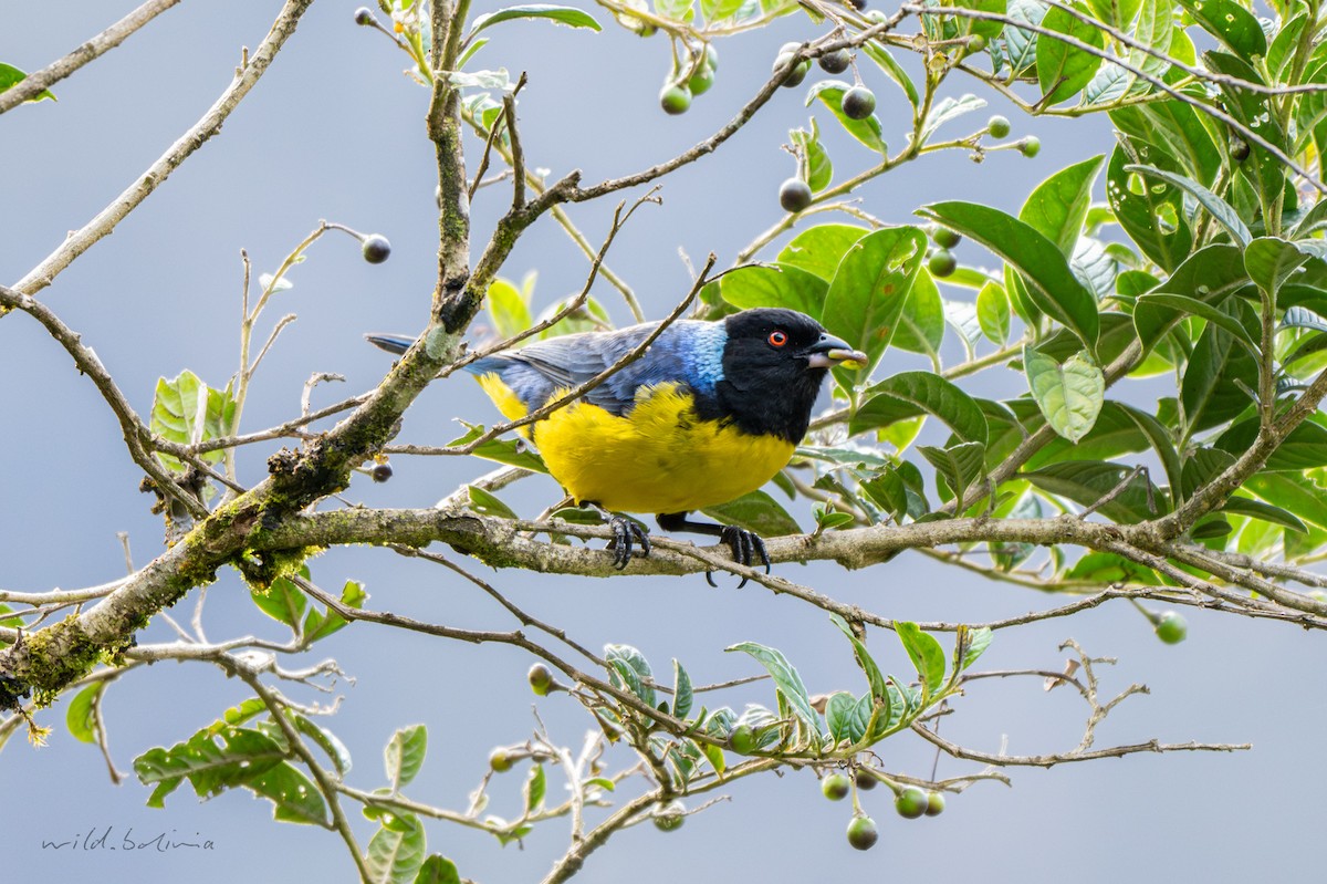 Hooded Mountain Tanager - ML643904383