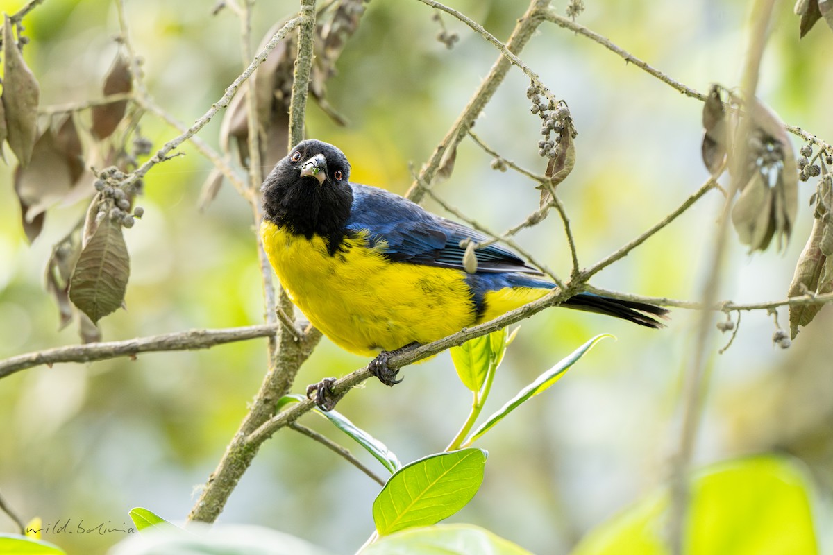 Hooded Mountain Tanager - ML643904384