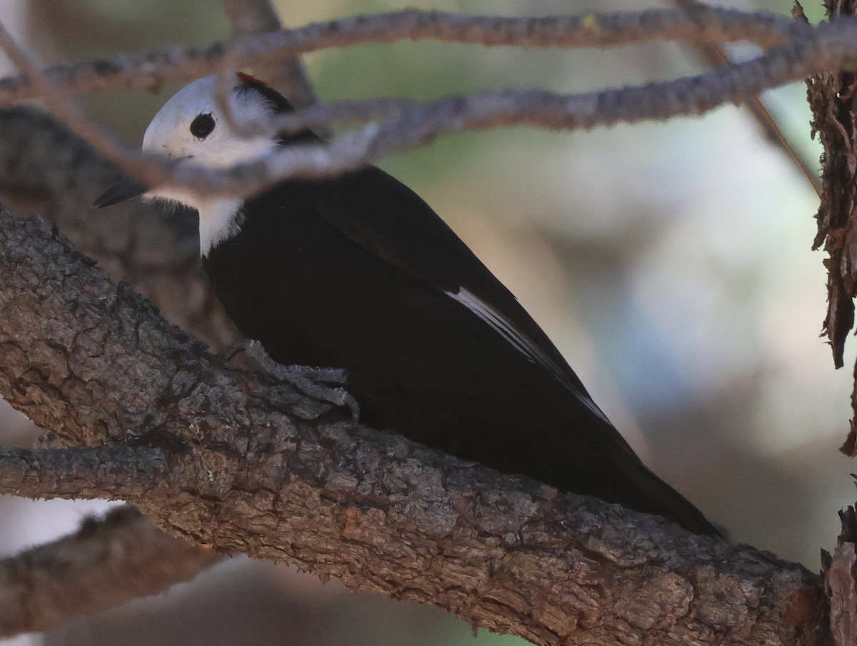 White-headed Woodpecker - ML643904395