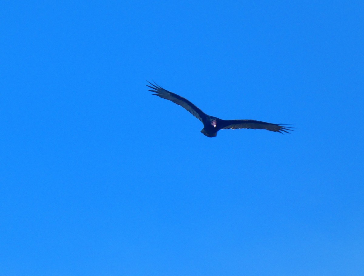 Turkey Vulture - ML643904398