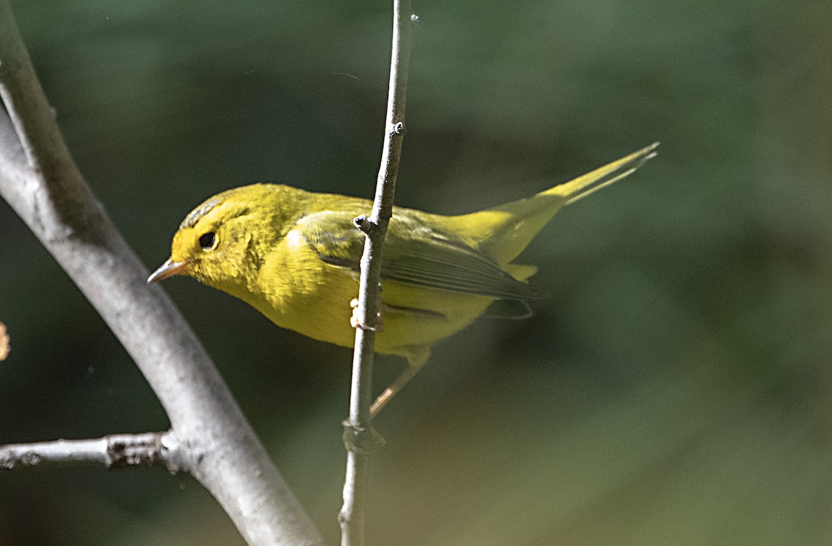 Wilson's Warbler - ML643904401