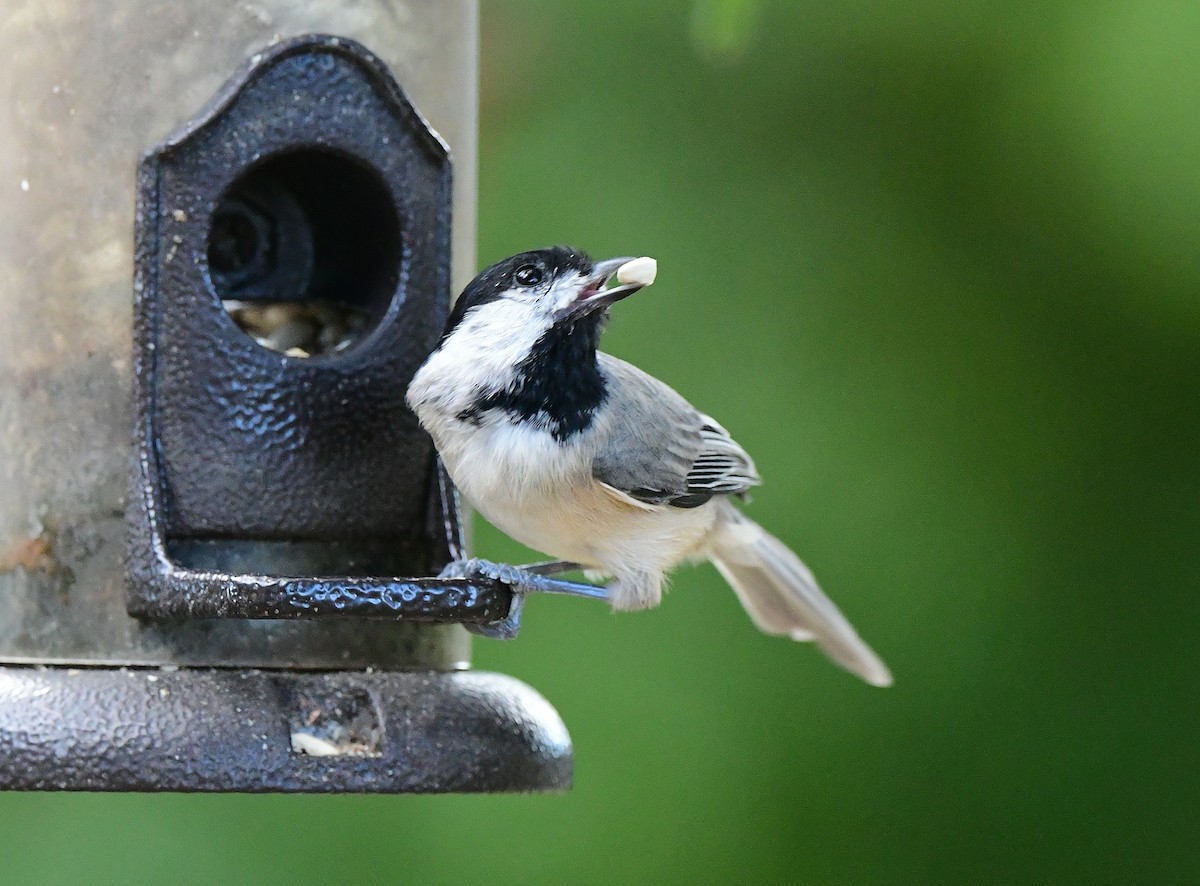Carolina Chickadee - ML643904402