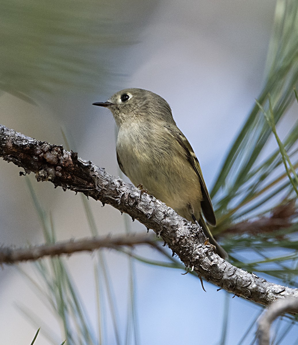 Ruby-crowned Kinglet - ML643904405